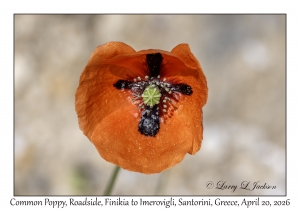Common Poppy