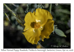 Yellow Horned Poppy