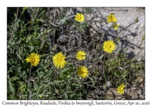 Common Brighteyes