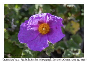 Cretan Rockrose