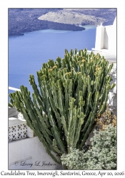 Candelabra Tree