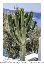 Candelabra Tree