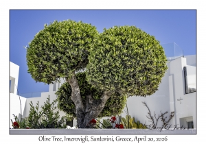 Olive Tree