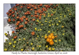 Hardy Ice Plant
