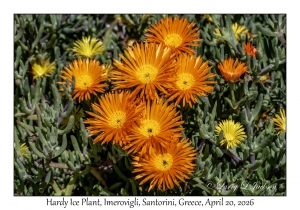 Hardy Ice Plant