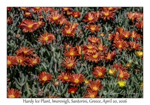 Hardy Ice Plant