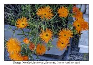 Orange Dewplant