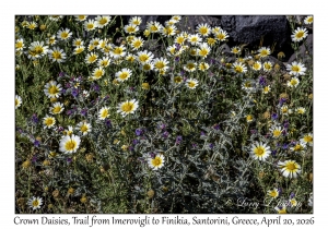 Crown Daisy