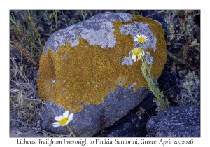 Seaside Sunburst Lichen & Calcareous Rimmed Lichen