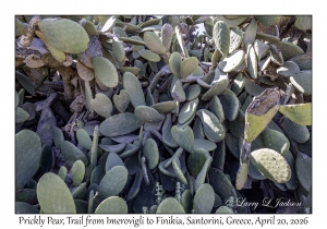 Prickly Pear