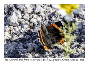 Red Admiral