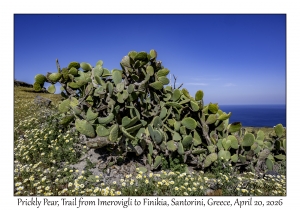 Prickly Pear