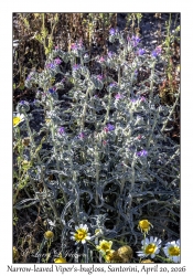 Narrow-leaved Viper's-bugloss