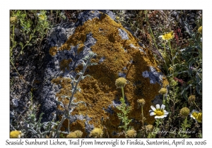 Seaside Sunburst Lichen