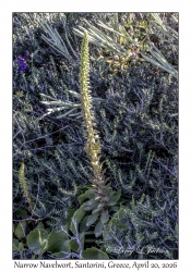 Narrow Navelwort