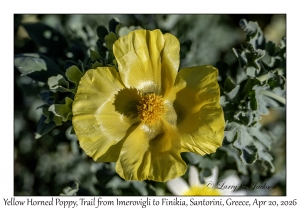 Yellow Horned Poppy