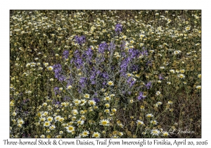 Three-horned Stock & Crown Daisy