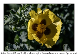 Yellow Horned Poppy