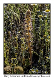 Hairy Broomrape