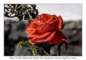 Rose