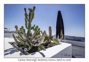 Cactus