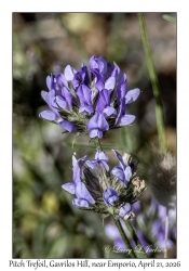 Pitch Trefoil