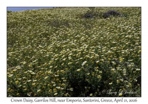 Crown Daisies