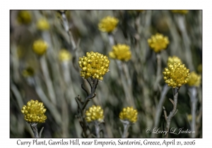 2026-04-21#5761 Helichrysum italicum - Curry Plant, Gavrilos Hill, near Emporio, Santorini, Greece