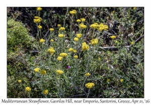 2026-04-21#5770 Helichrysum stoechas - Mediterranean Strawflower, Gavrilos Hill, near Emporio, Santorini, Greece