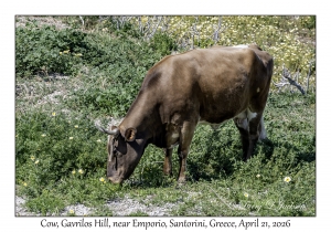 2026-04-21#5772 Cow, Gavrilos Hill, near Emporio, Santorini, Greece