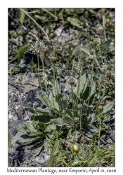Mediterranean Plantago