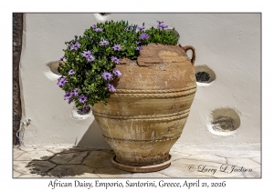 2026-04-21#5875 Osteospermum - African Daisy, Emporio, Santorini, Greece