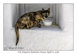 2026-04-21#5879 Cat, Emporio, Santorini, Greece