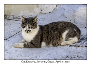 2026-04-21#5930 Cat, Emporio, Santorini, Greece