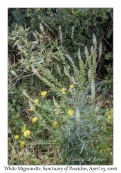 White Mignonette