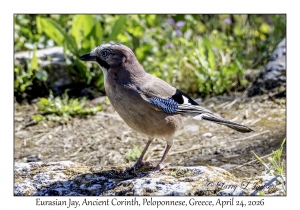 Eurasian Jay