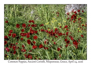 Common Poppies