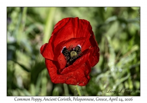 Common Poppy