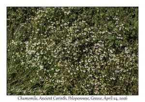 Chamomile