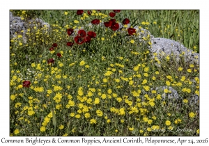 Common Brighteyes & Common Poppies