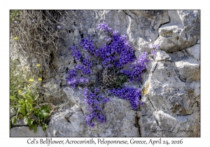 Cel's Bellflower