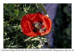 Common Poppy & Bumble Bee Scarab Beetles