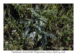 Hawkweed