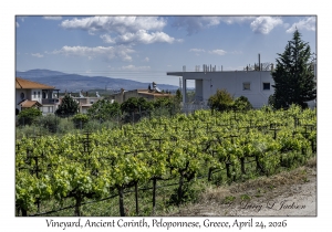 Vineyard