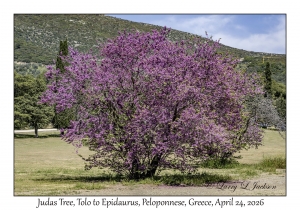 Judas Tree