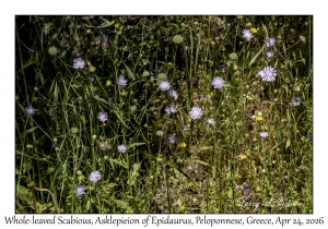 Whole-leaved Scabious
