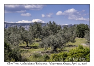 Olive Trees
