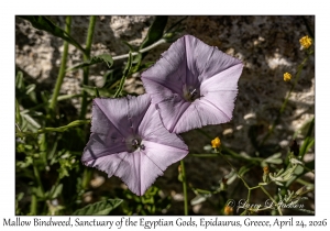 Mallow Bindweed