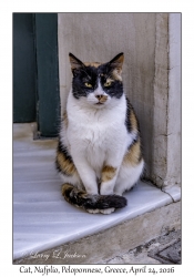 2026-04-24#6249 Cat, Nafplio, Peloponnese, Greece