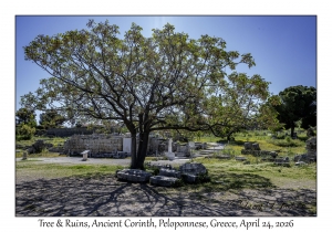 Tree & Ruins